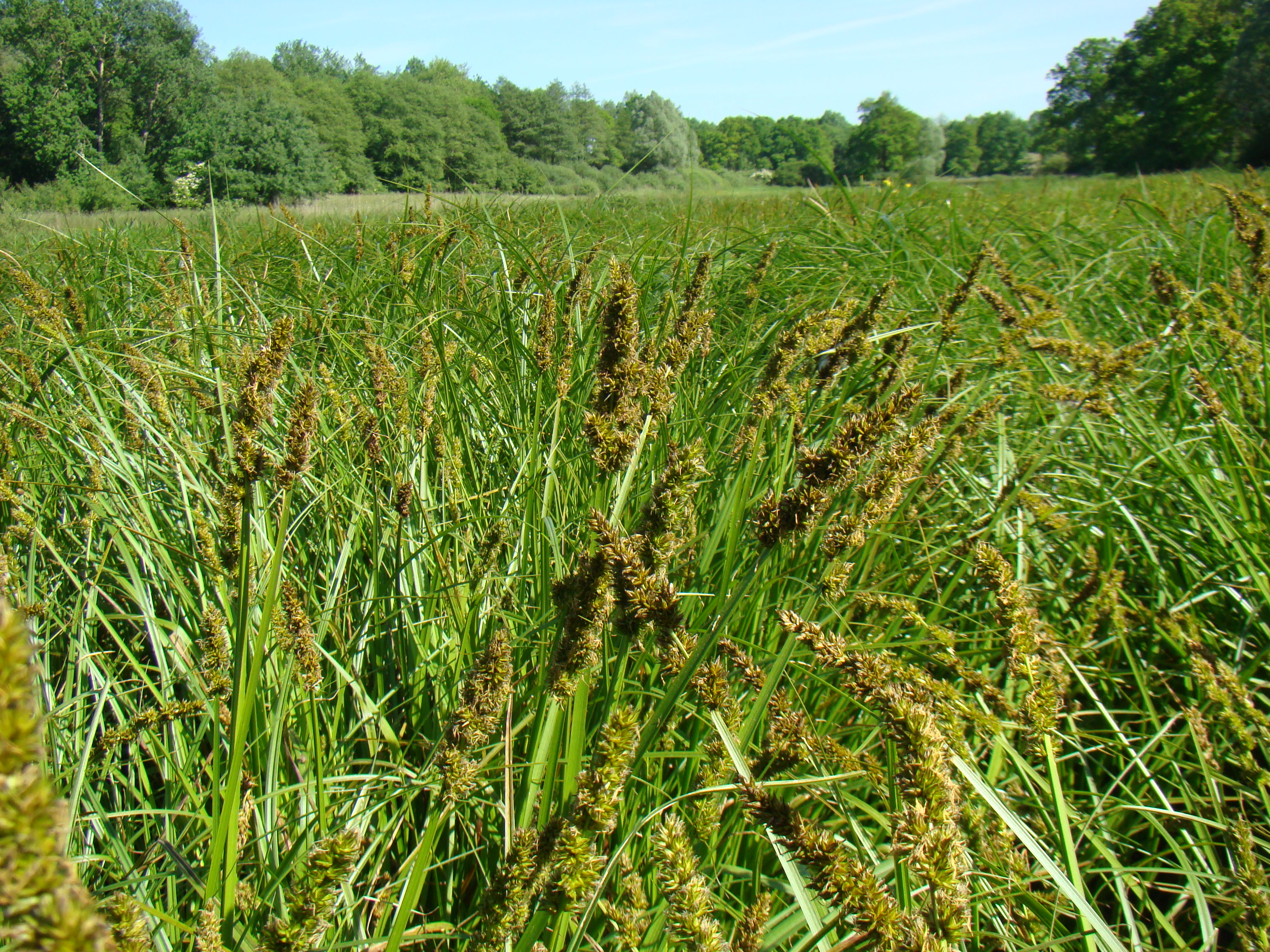 caricetum_vulpinae