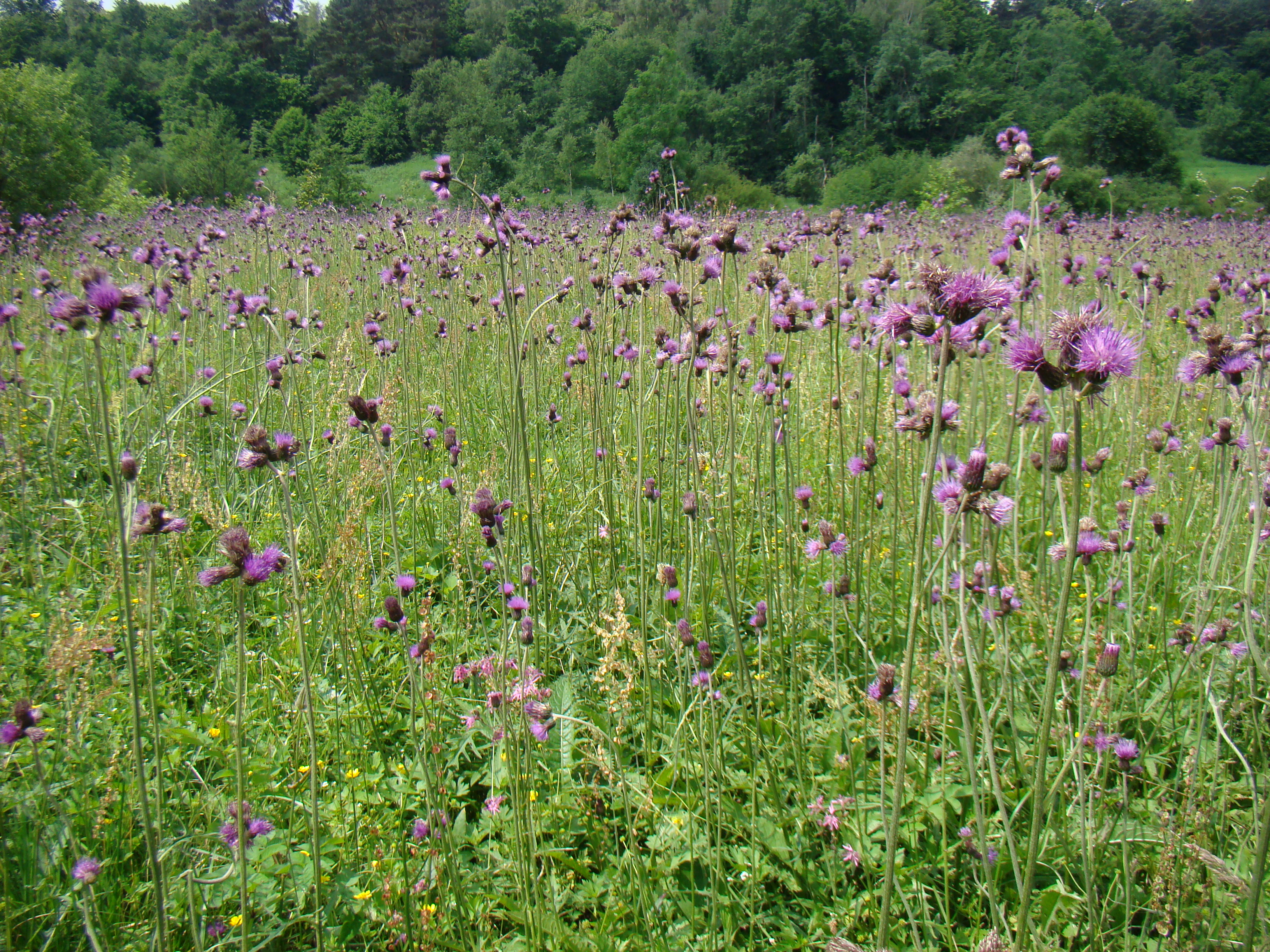 cirsietum_rivularis