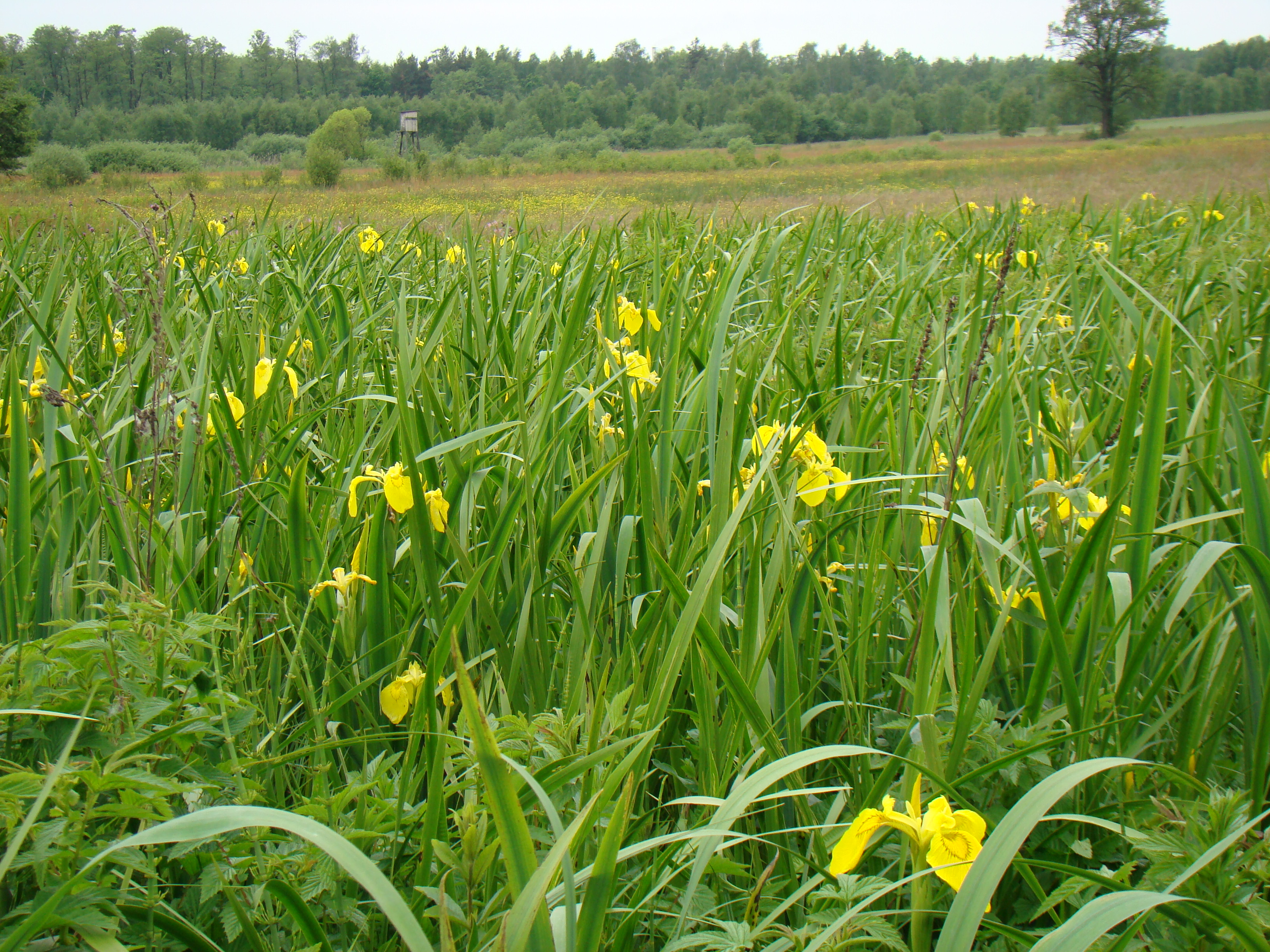 iridetum_pseudacori