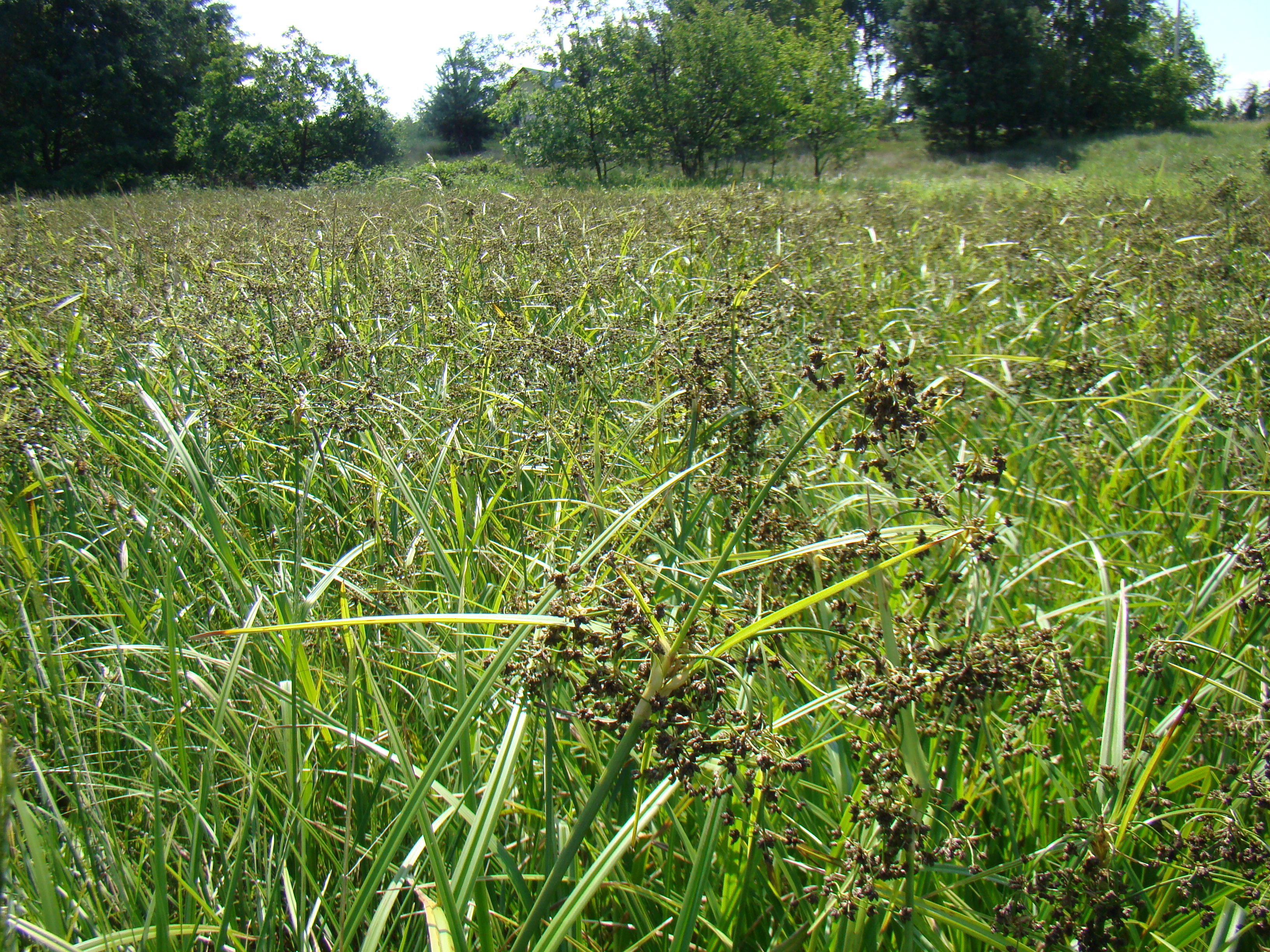 scirpetum_sylvatici