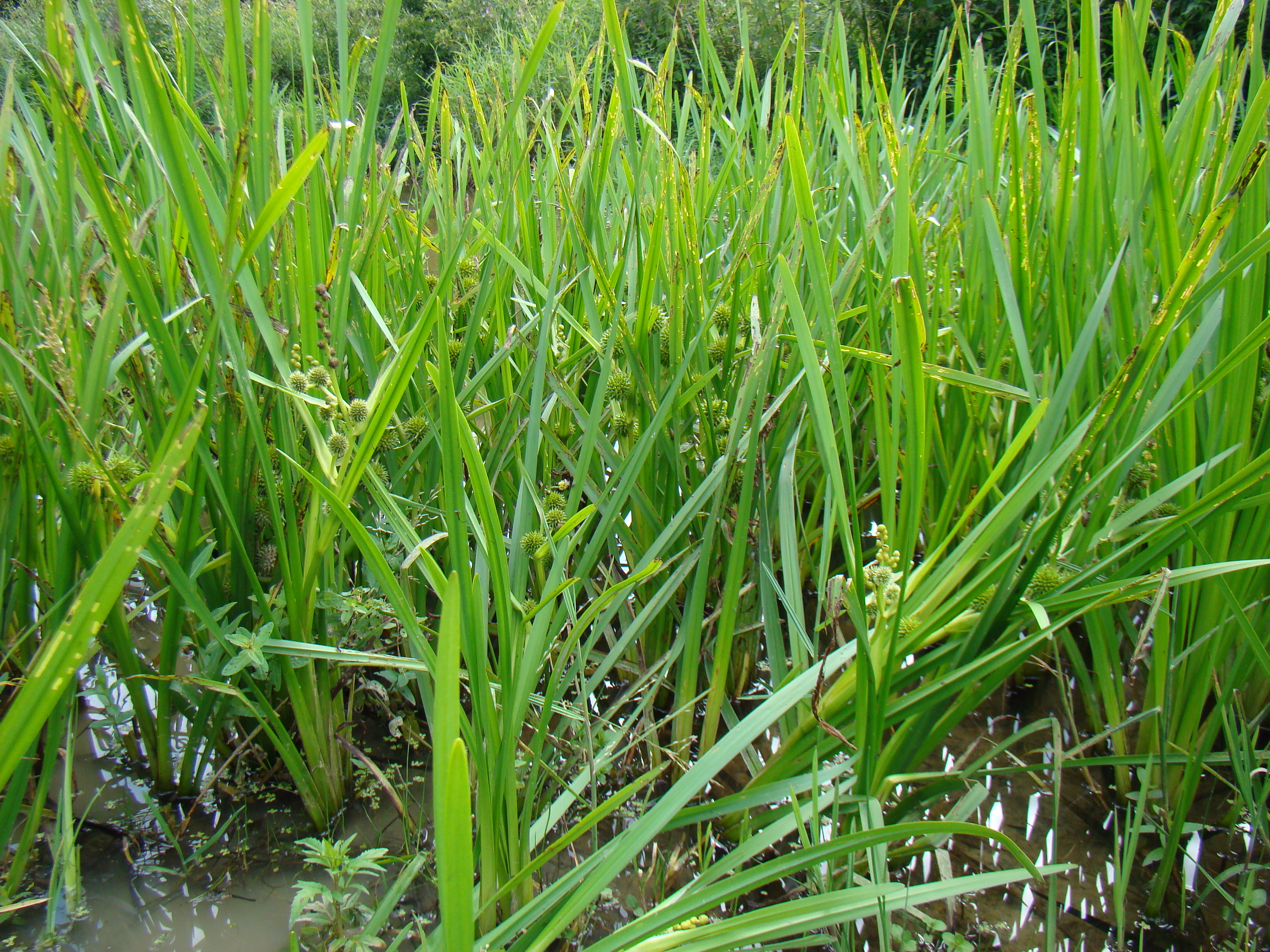 sparganietum_erecti